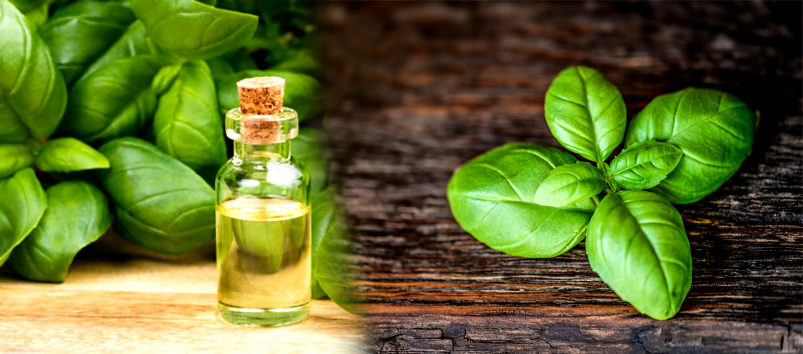 Basil Essential Oil, Holy Basil Oil, Manufacture , Supplier in India