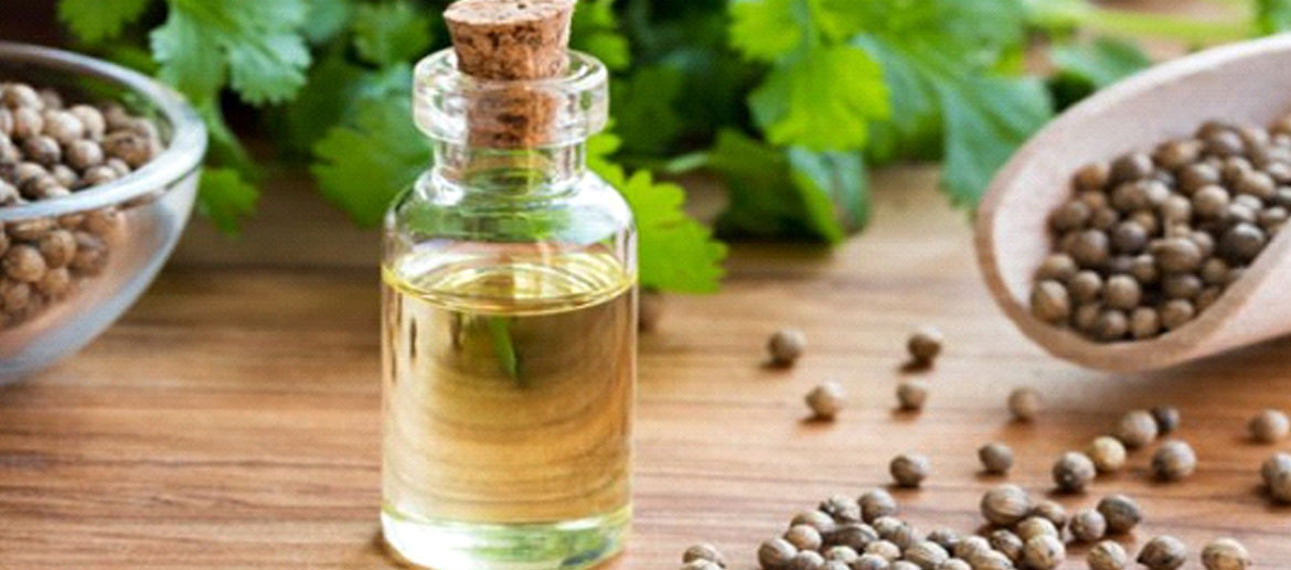 Coriander Essential Oil Manufacturer, Suppliers, Exporters. Uses and